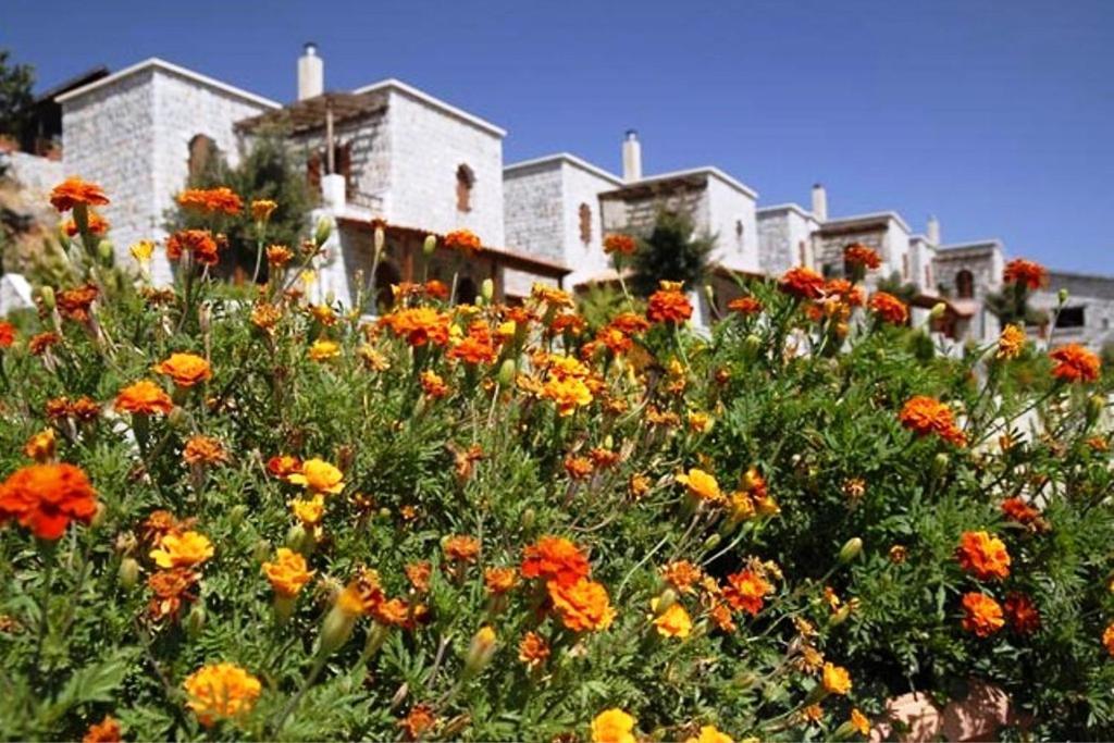 Lefkoritis Resort Askifou Sfakia Petrés Zewnętrze zdjęcie